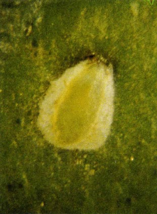 Close-up of G. coccinea egg.