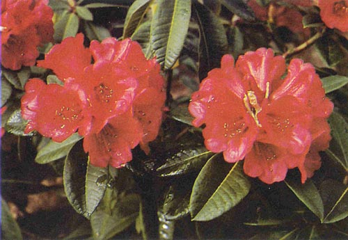R. 'Elizabeth' x R. arboreum
