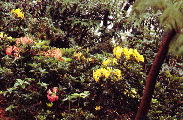 Garden view of vireyas