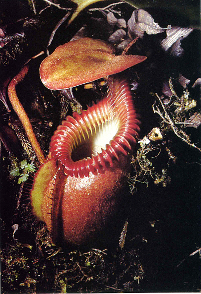 Nepenthes villos