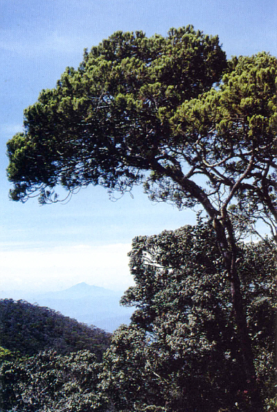 Podocarpus imbicatus