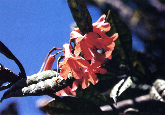 Rhododendron acuminatum