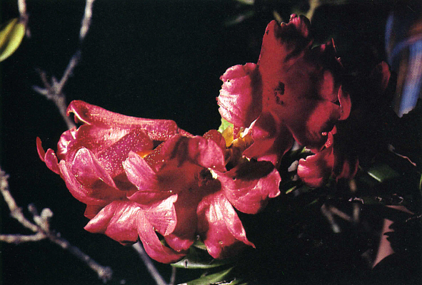 Rhododendron buxifolium