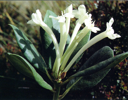 Rhododendron herzogii