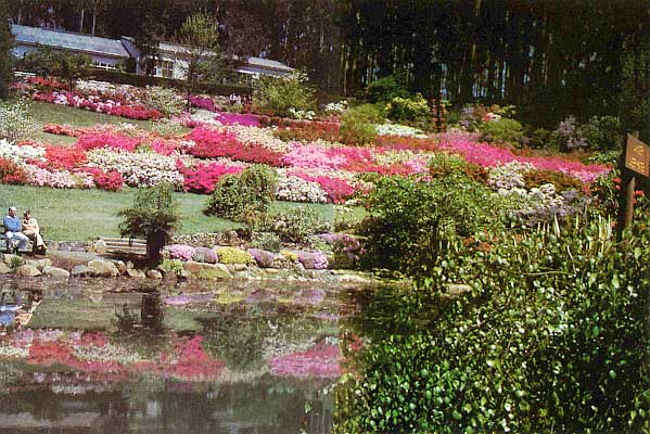 National Rhododendron Garden at Olinda Australia