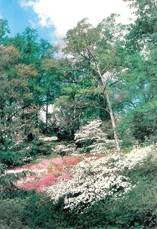 Azaleas at National Arboretum