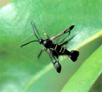 Fig. 3 Male with fan tail.
