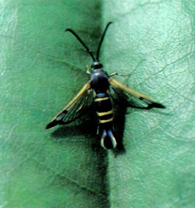 Fig. 4 Female with tufted tail.