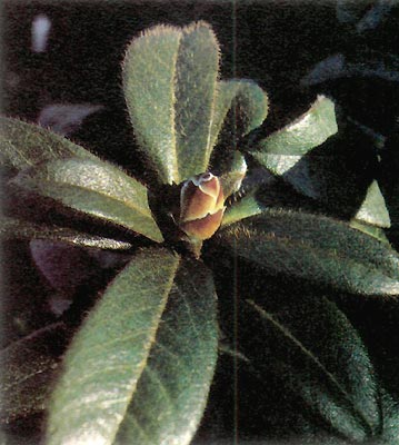 R. ciliatum winter buds