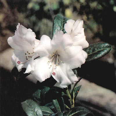 R. ciliatum full bloom