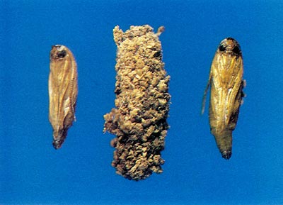 Fig. 2 Pupa with cutting ridge and pupa 
case covered with larva excrement (frass).