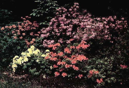 Pink hybrids of R. japonicum x R. prinophyllum