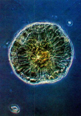 R. oulotrichum scale cross-section