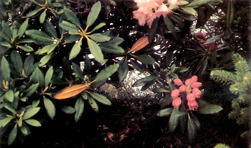 Yaku-like indumentum on a Shikoku rhododendron