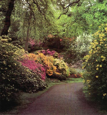 Azalea Path, Valley Garden