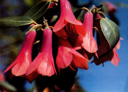 R. cinnabarinum native to Eastern Himalaya