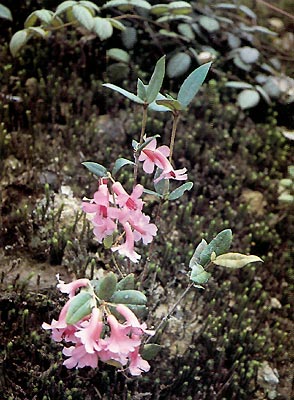 R. leptanthum Sleumer, Mt. Kaindi, 2800 m.