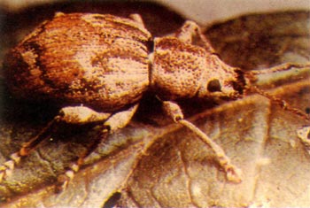 Adult obscure root weevil.