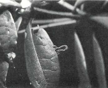 A looper and damage to rhododendron leaf.