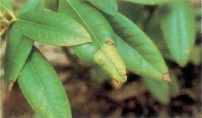 Leaf miner damage to rhododendron.