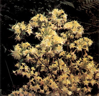 R. 'Narcissiflora'