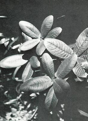 R. smithii deeply veined leaf surface