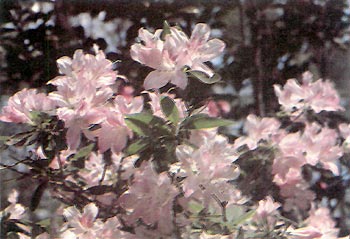 R. 'Mary Corcoran'