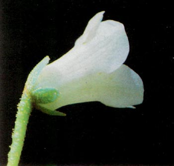 R. campylogynum var. leucanthum