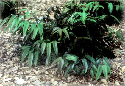 drooping leucothoe or fetterbush