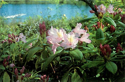 R. macrophyllum on slope above lake