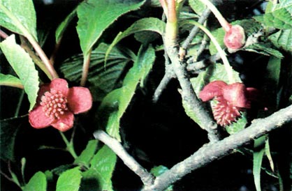 Schizandra chinensis