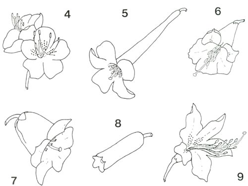 Rhododendron flower shapes