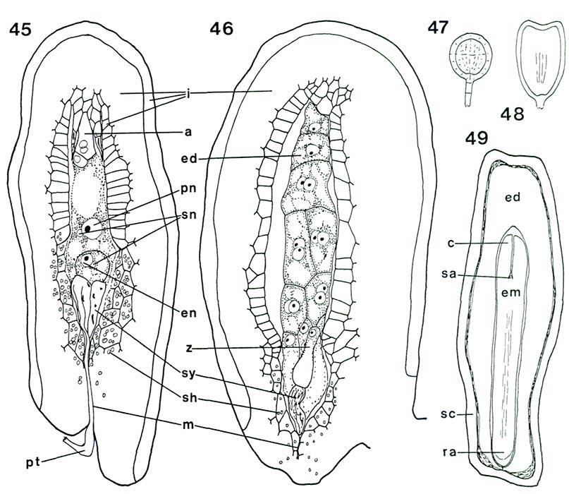 Rhododendron seed structure