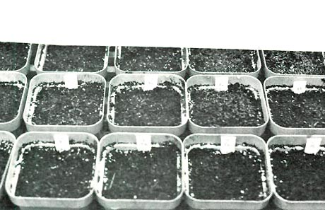 Pots for growing seedlings