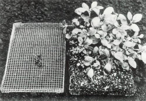 Tray of seedlings