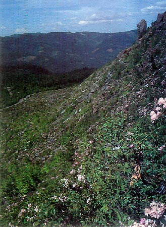 Hillside covered with R. macrophyllum
