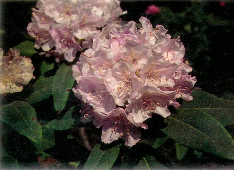 R. macrophyllum 85-6