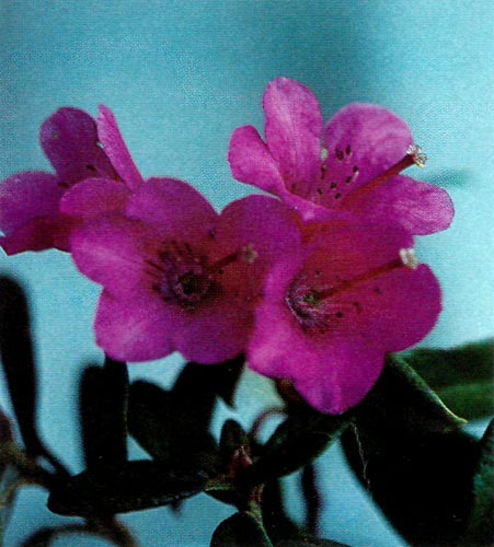 R. glaucophyllum