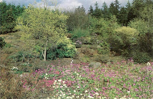 Primulas in the Alpine Garden