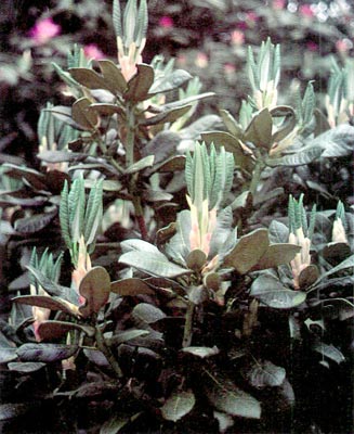 R. clementinae