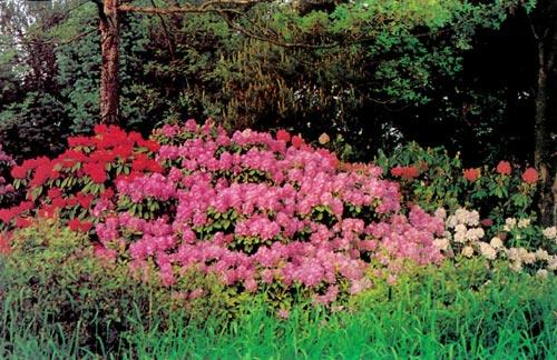 Hall's Rhododendron Nursery