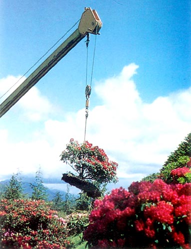 Moving rhododendrons