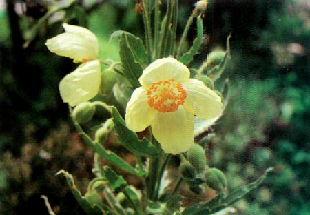 Meconopsis regia
