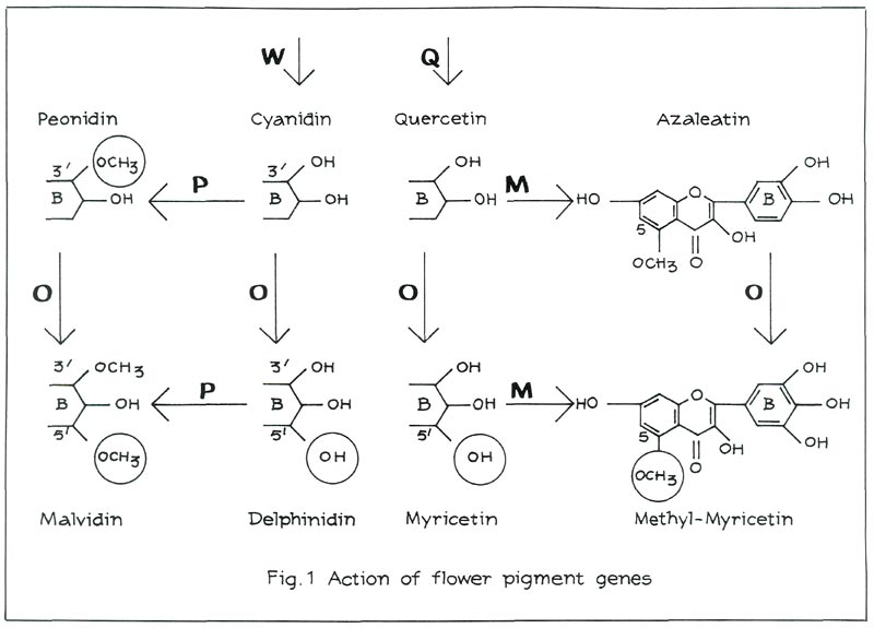 Action of flower pigment genes.