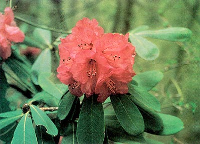 R. hookeri, dark pink form
