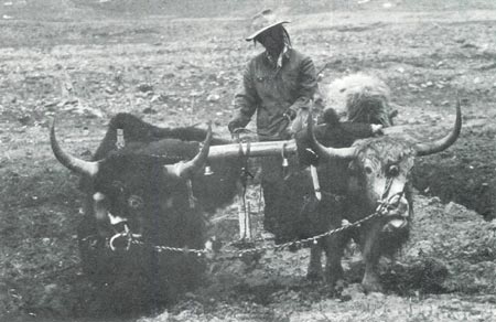 Tibetan farmer plowing