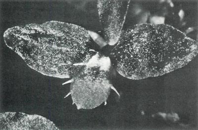 R. bakeri seedling with hairs