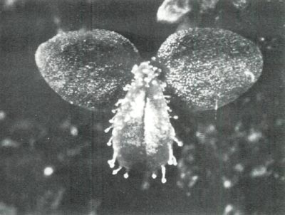 Hybrid of Vireya and R. bakeri with 
knobbed hairs