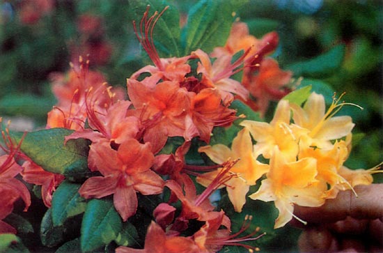 Range of floral color 
of Flame Azalea collected near 
Nantehala Lake, North Carolina.