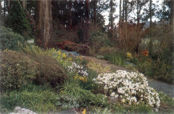 Garden scene, Pallant's Hill